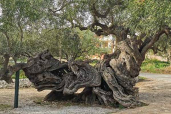 Traditional Zakynthos